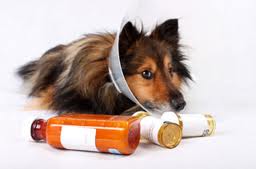 farmaci generici per cani e gatti