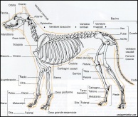 scheletro del cane
