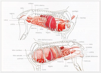 anatomia cane